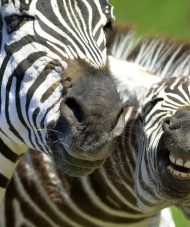 African Adventures