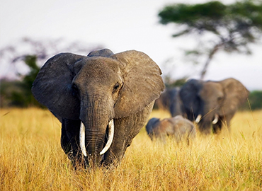 Tarangire National Park